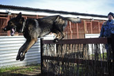 Hundedressur