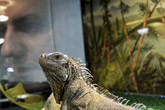 Grüner Leguan in Sibirien 