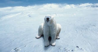 Die zwölf gefährlichsten Tierarten Russlands
