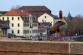 Fotografien der Hoffnung