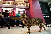 Cat's republlic